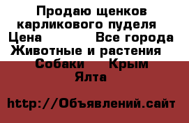 Продаю щенков карликового пуделя › Цена ­ 2 000 - Все города Животные и растения » Собаки   . Крым,Ялта